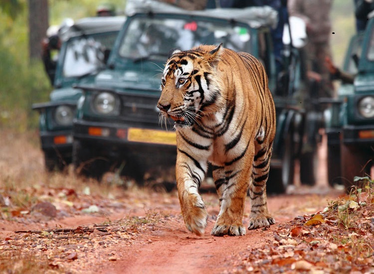 Jungle Safari Jim Corbett National Park